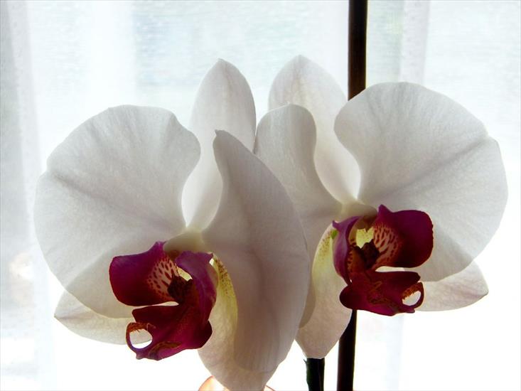 kwiaty storczyki - Orchidee2.jpg