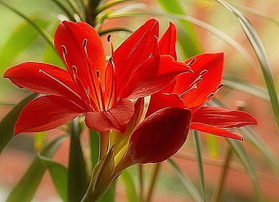 storczyki - czerwony kwiat lilii.bmp