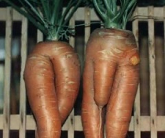 Erotyczne warzywa - rośliny_warzywa_marchewki1.jpg
