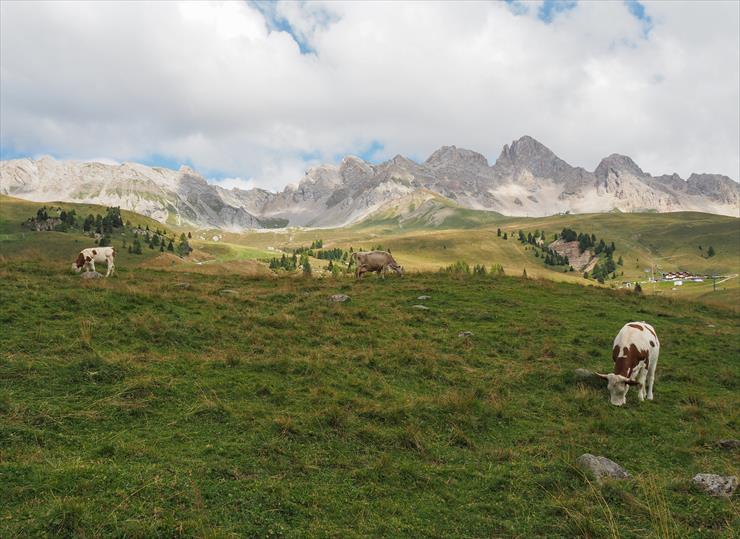 Krowy w górach - Italie.jpg