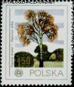 Drzewa - Topola biała.jpg