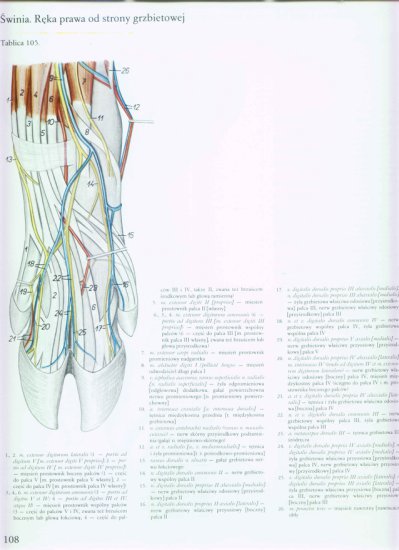 atlas anatomii topograficznej-miednica i kończyny - 102.jpg