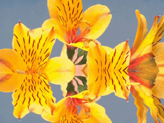 Kwiaty - Obraz 057.gif