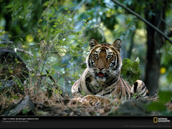  Tapety, Animacje na telefon - tiger_india.jpg
