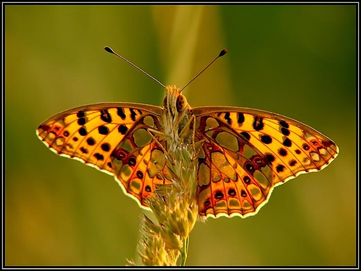 Piękne motyle - MOTYLE 224.jpg