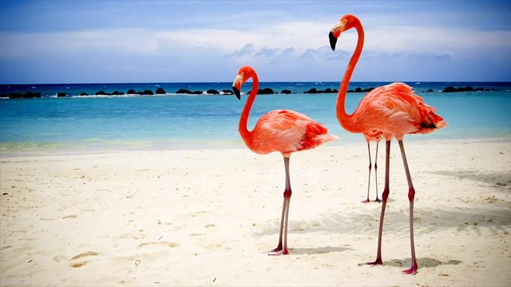 Galeria - Flamingi na plaży.jpg