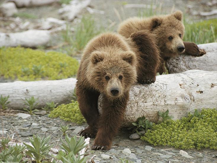 Zwierzęta - Alaskan Playtime, Brown Bear Cubs.jpg