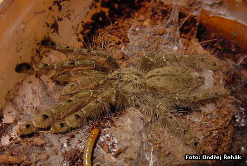 Stromatopelma calceatum Fabricius, 1793 - s_calceata.jpg