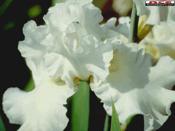 Kwiaty - Biały irys.jpg