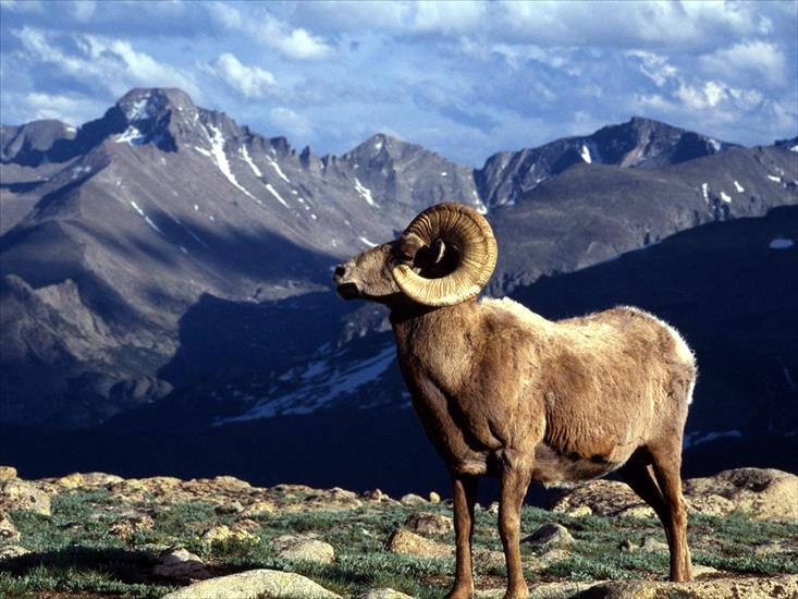 TAPETY-Najpiękniejsze miejsca - Big Horn Ram, Rocky Mountain National Park, Colorado1.jpg