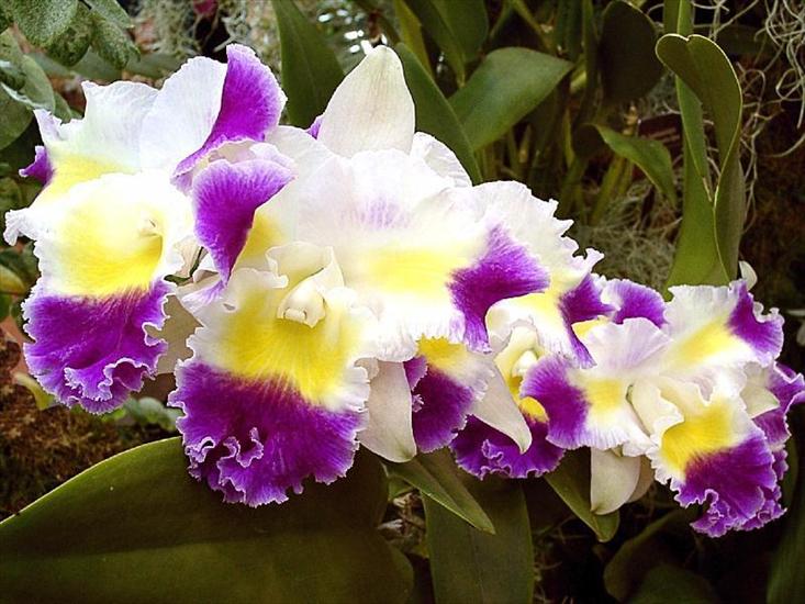 orchidea - orchidees0012.jpg