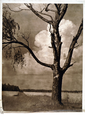 Bułhak Jan - Pole z samotną brzozą, 1925.jpg