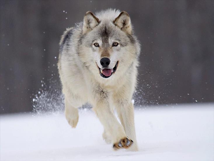 Tapety HD - Gray Wolf, Minnesota.jpg