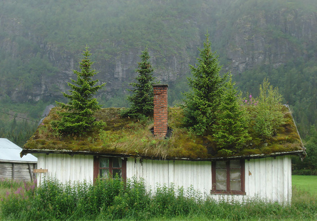 Zielone dachy - Zielony dach na norweskim pustkowiu.jpg