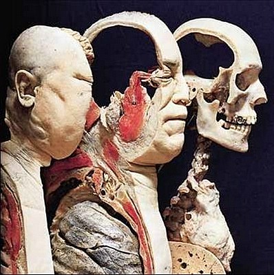 anatomia - humanmuseum12.jpg