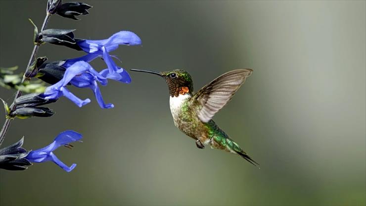 kolibry - koliber.jpg