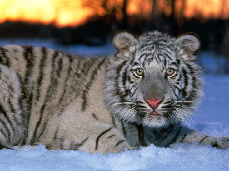 zwierzęta - Young White Tiger.jpg