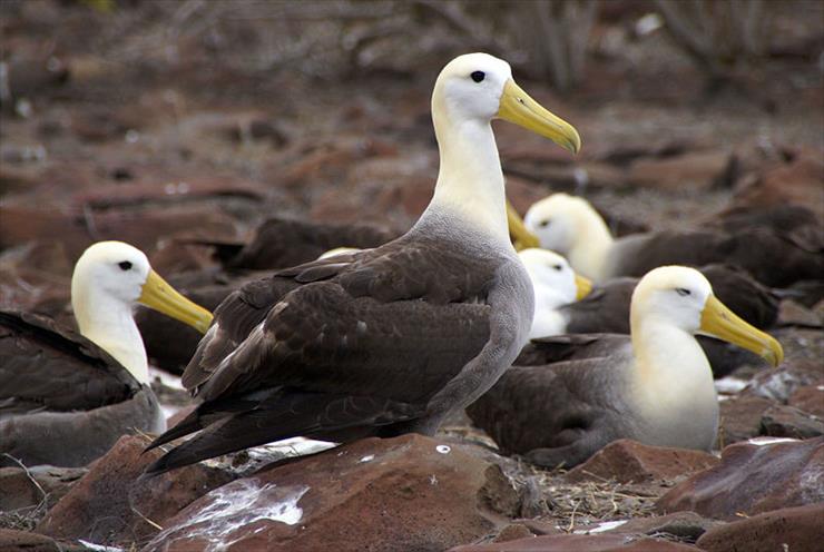 01 - Ptaki - nazwane - Albatros galapagowski.jpg