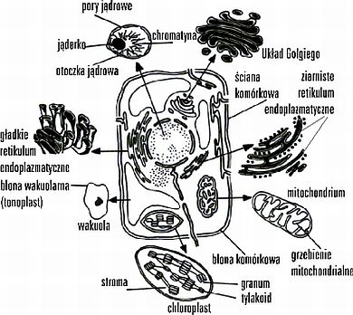 Biologia - komorka_roslinna schemat.jpg
