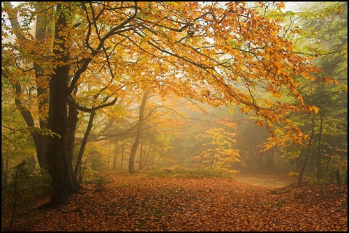 widoki przyroda - 168_Zlota jesien.jpg