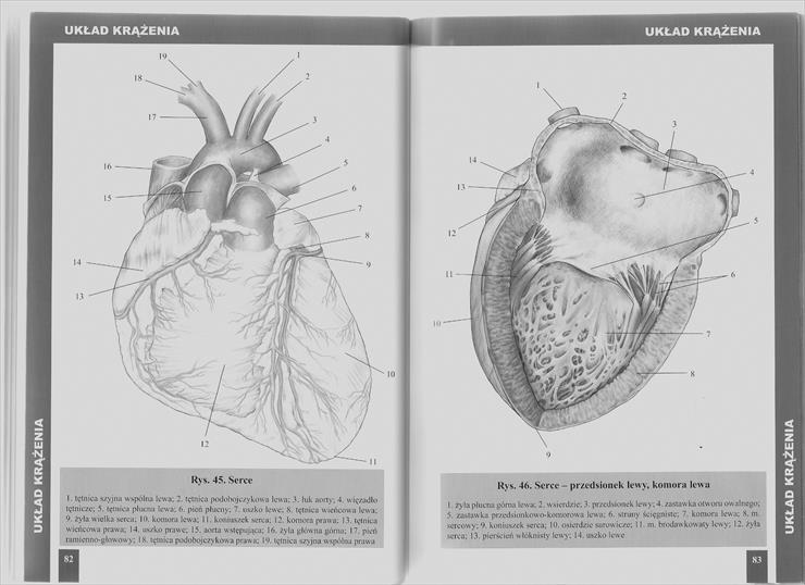 Atlas anatomiczny - Strona 82,83 ___skan by buby77.jpg