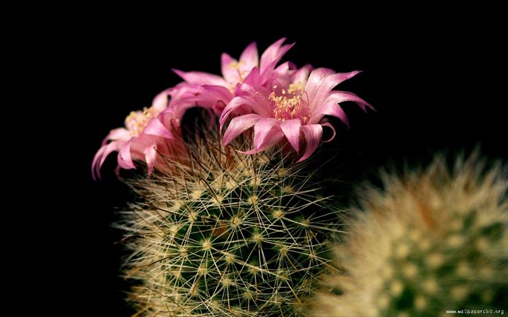tapety -  KAKTUSY - cactus-flower--1280x800.jpg