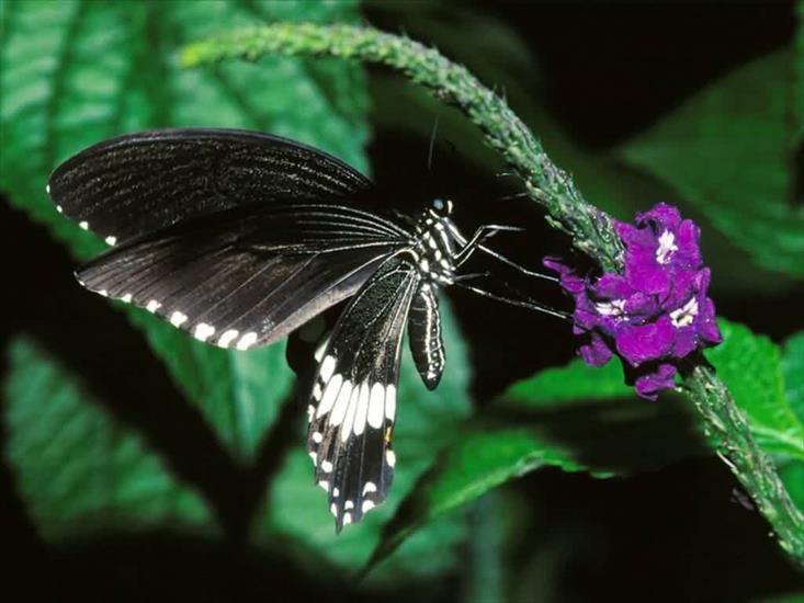 motyle i owady - motyl 6.jpg