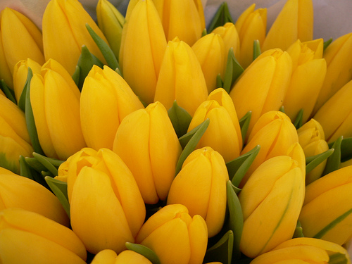 Galeria bukietów kwiatowych - Tulipany żółte.jpg