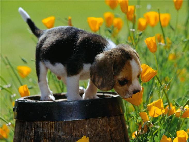 gify psy - Spring Scents, Beagle Puppy.jpg