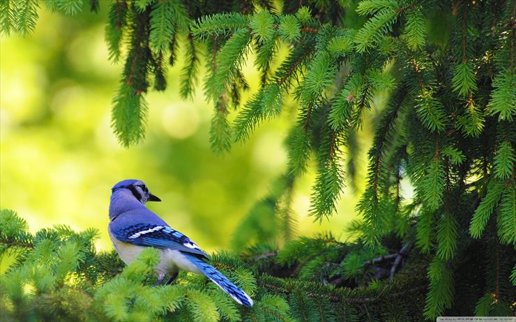 ptaki - blue_jay_bird-wallpaper-2560x1600.jpg