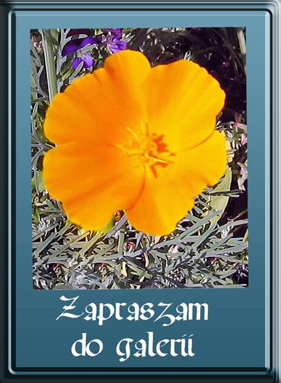 Kwiaty - Mak kalifornijski 1R.jpg