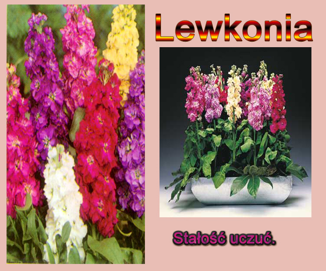 mowa kwiatów - Lewkonia.jpg