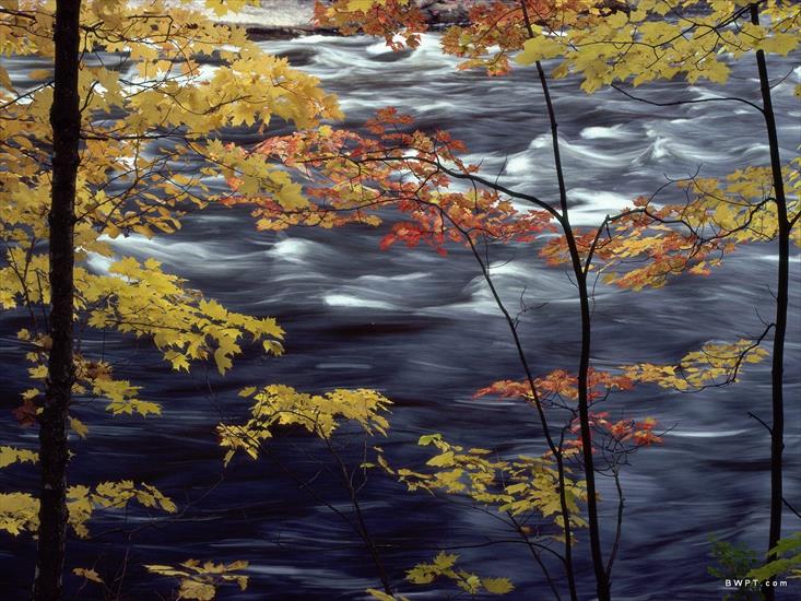 PRZYRODA MORSKAHD - Autumn Colors a Rushing River.jpg