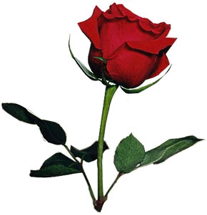 róże czerwone 2 - roze42.gif