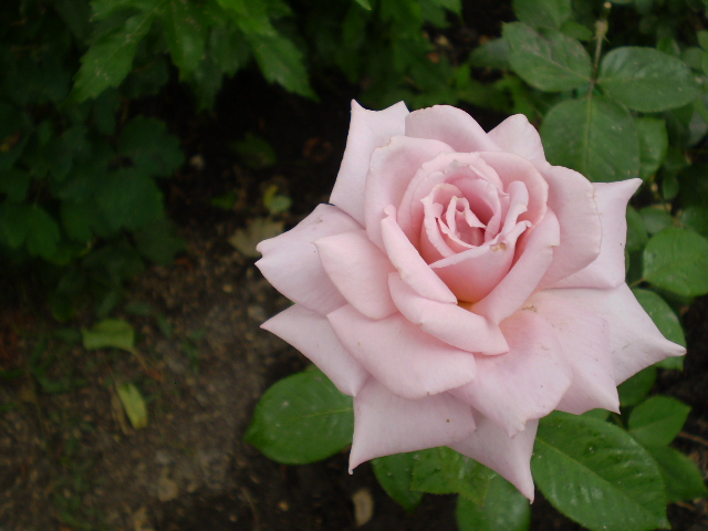 róże - lady-x-3.jpg