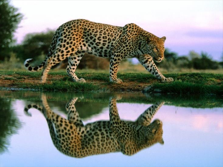 zwierzęta - Leopards africa-800x600.jpg