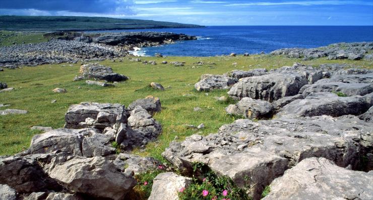 Irlandia - Wildflowers of the Burren, Ireland.jpg