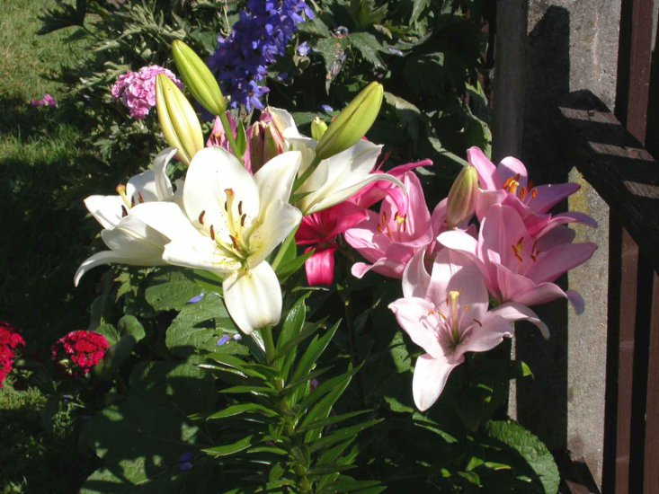 W NATURZE - Blumen-Lilien_gemischt-2.jpg