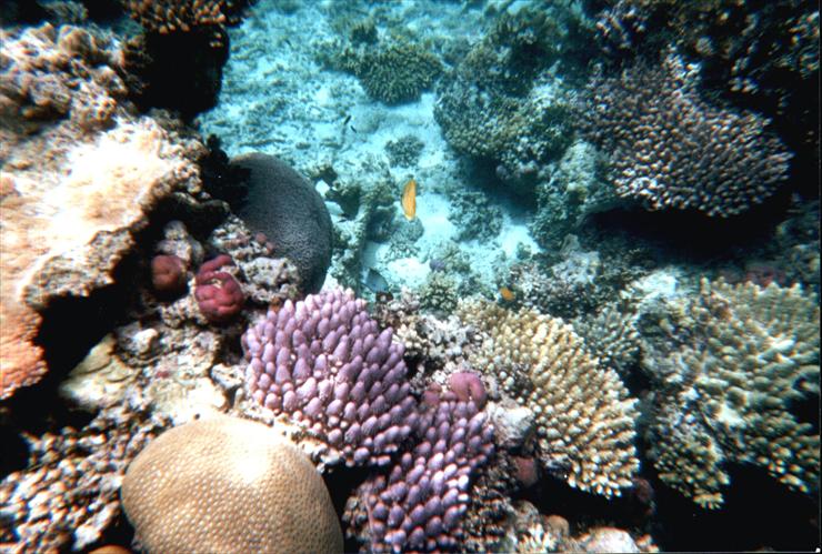 WIELKA RAFA KORALOWA - Great_Barrier_Reef_4.JPG