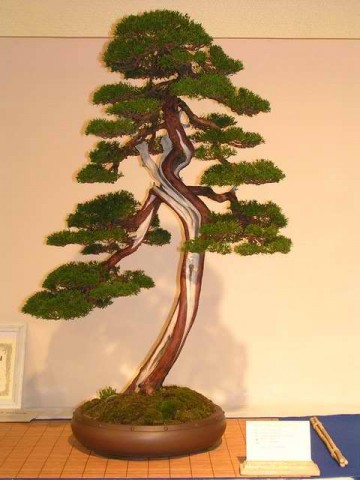 BONSAI DRZEWKA - Drzewko bonsai.jpg