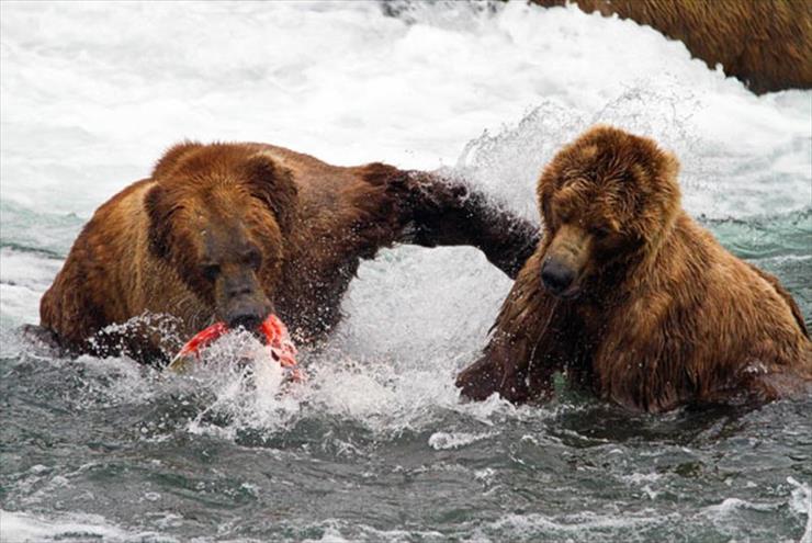 NIEDŹWIEDZIE - 01d-bears-fishing.jpg