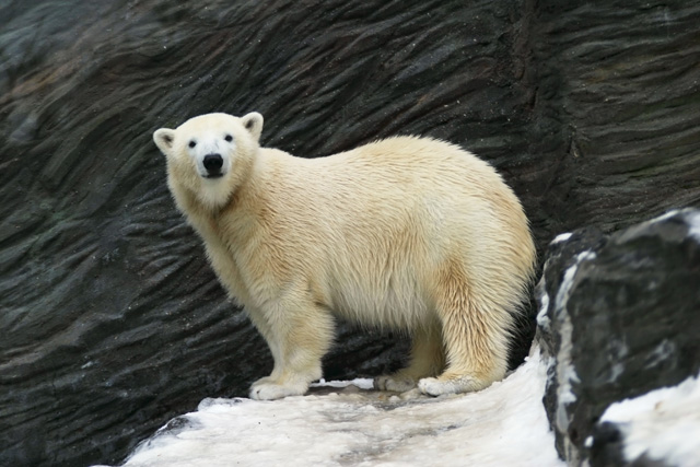 Przerażające Zdjęcia - Polar-bear-3.jpg
