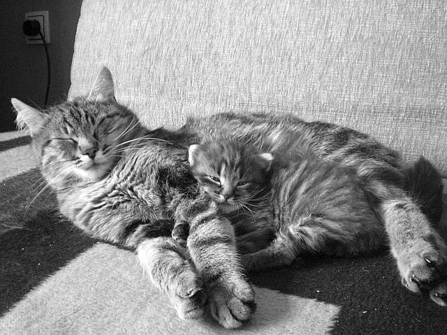 Kociaki i ich Mamy - cat_mom_with_kitten_2_by_LadyFromNightmare.jpg