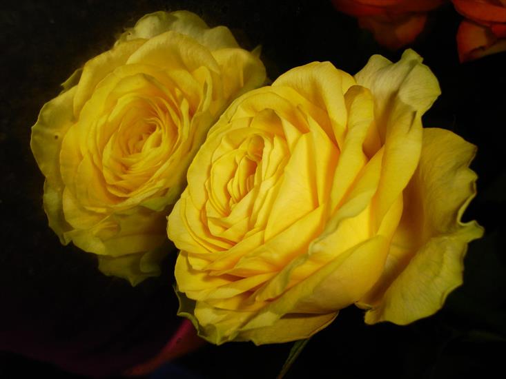 3 róże - jesienne_roze2.jpg