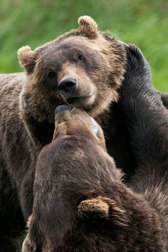 Niedźwiedzie z Kamczatki folder zachomikowany od grizzly-57 - 5886cddaedbe1b62dede86d56f1cb4d4.jpg