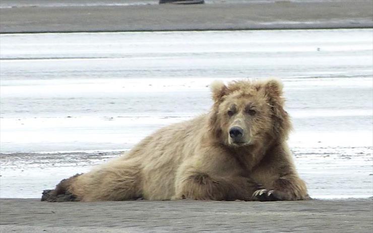 NIEDŹWIEDZIE - grizzly-rest-on-beach-Katmai.jpg
