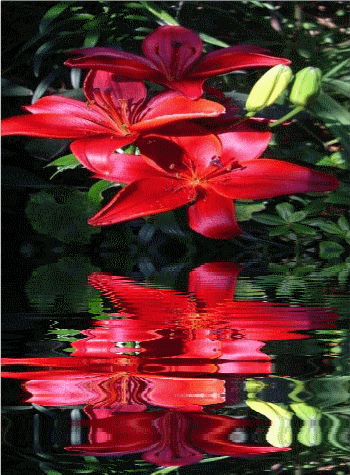Kwiaty na wodzie - Kwiatek_czerwony.gif