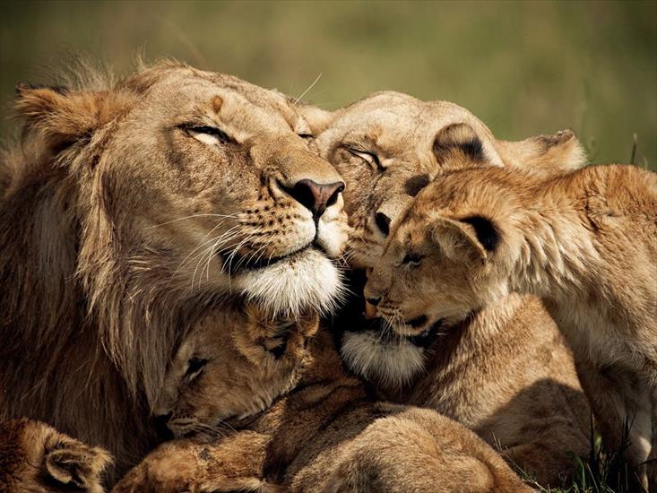 ALBUM NATIONAL GEOGRAPHIC - lions-cubs-kenya_53922_990x742.jpg