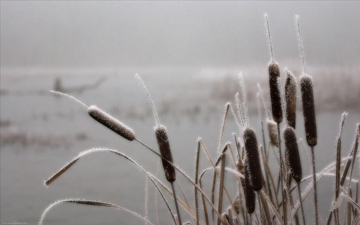 Tapety HD - 00613_frostedcattails_2560x1600.jpg