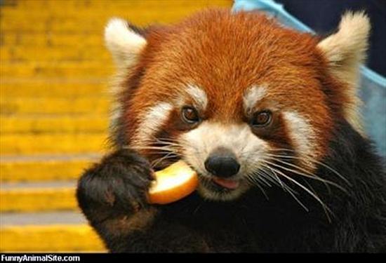miś PANDA - Panda czerwona.jpeg